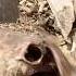 Did You Know That Beef Bones Can Be Sold For Money Delicius Food Streetfood Cooking