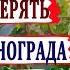 Внимание Вспышка ОИДИУМА на винограде Как оидиум отличить от милдью ПИЩЕВАЯ СОДА в помощь