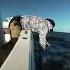 Giant Red Drum Fishing For Pamlico Sound Legends