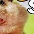 Хомяк пищит ЗВУК Писк хомяка Звук хомяка Hamster SOUND Hamster FX Hamster Squeaks