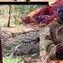 Daawo Muuqaal Toosa Maydadkii Shabaab Iyo Godadka Yaabkaleh Ey Kujireen Duleedka Degmada Aadanyabaal