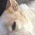 Sleepy Nose Boop