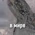 Самое опасное животное в Мире