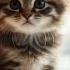 David Guetta Hypaton Europe The Final Countdown 2025 Lyrics