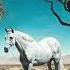 Paco Versailles Silver Stallion Audio