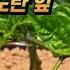 고추잎이 쭈글쭈글하거나 노랗다면 이것 의 문제입니다 고추잎 변화의 원인과 대책