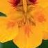 100 Edible And Healing Flowers Cultivating Cooking Restoring Health