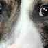 Foster Dog Who Couldn T Walk Decides To Run Up To Her Adopter The Dodo