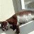 Всем котиков котики утро милота счастье красота прекрасное лето Cat Morning Happy