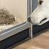 Buying This Rescue Dog Everything She Touches At The Pet Store