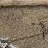 Field Of Glory II MP 322 Byzantine Campaign 5