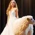 When Sheep Steal The Spotlight America S Got Talent Edition Baa Rilliant Performances