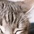 Deep Relaxation Music For Cats With Cat Purring Sounds Stress And Anxiety Relief