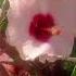 Beautiful Flowers In My Garden Chandu Foods And Gardening