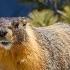 Marmot By Beethoven