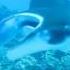 Lawrence Scuba Diving Phuket