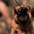 From Trash Bin To Thriving Hive A Man S Sweet Rescue Mission Shorts