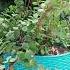 Tauba Tumhare Ye Ishare Zade Plant