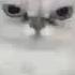 Preview 2 Numa Cats Effects Round 1 Vs Jimmyhogs 1 1000