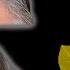 Gray Hair Disappears In 2 Minutes 100 Efficiency The Best Way