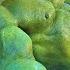 Thor Vs Hulk Fight Scene Ram Papa Pa Pam Song Ft Willy William The Avengers 2012 Movie Clip