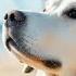 24 Hours Of Dog Music Calming Music For Dogs Soothes Separation Anxiety Music To Help Dogs Sleep 2