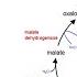 Crystal Concept Of Beriberi And Citric Acid Cycle