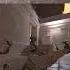 Anubis AK 47 Rampage Cs2 Cs2clips Cs2highlights Faceit Deko