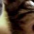 CATS SCREAM YAWNS