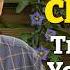 My Top 7 Climbing Plants For A Beautiful Garden And How To Plant Them