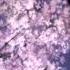 Ария Потерянный рай Slowed Reverb