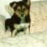 PATTI PAGE How Much Is That Doggie In The Shelter