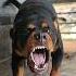 Angry Dog Barking Viral Dog Rottweiler Ytshorts Trending