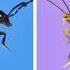 Nature S Most Complex Wings In Action