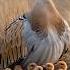 A Bustard Family Wrapped In Calm And Light Bustard Birds Birdnest Bird Birdslover Nature