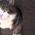 Funny Video Cat Maru The Best Смешные видео кот Мару лучшее