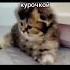 котенок икает мем мемы продвигаем котики