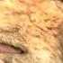 Alpha A Wolf Becomes A Friend Full Movie Scene