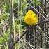 Yellow Warbler Birds Wildlife Nature