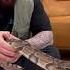 Animals Chiropractic Asmr Dogshorts Snake Foryou Help Türkiye