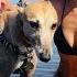 Sea Swimming And Sun A Perfect Spring Adventure With A Greyhound