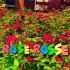 Rose Rosse