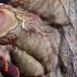 Tekken 8 Fahkumram Better And Stronger Than Ever