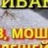 Звук отпугивающий комаров мошек мух клещей тараканов Ультразвук от комаров мошек мух тараканов