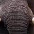 South Africa Elephant Sound