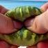 Crunchy Watermelon Squish On The Beach
