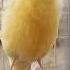 The Ultimate Canary Singing Video From A Legend Powerful Training Song