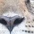 Saving Endangered Jaguars In Mexico One Photo At A Time National Geographic