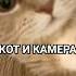 КОТ НЮХАЕТ КАМЕРУ Shorts
