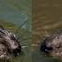 Canon R7 Vs Fuji XS20 Wildlife Battle Fuji Magic Vs Canon Polish